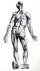 As Placas do Sétimo Livro do De Humani Corporis Fabrica de Andreas Vesalius