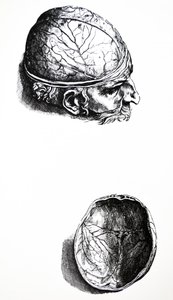 As Placas do Sétimo Livro do De Humani Corporis Fabrica de Andreas Vesalius