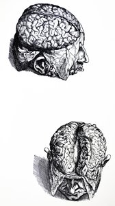 As Placas do Sétimo Livro do De Humani Corporis Fabrica de Andreas Vesalius
