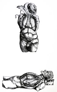 As Placas do Sexto Livro da De Humani Corporis Fabrica de Andreas Vesalius