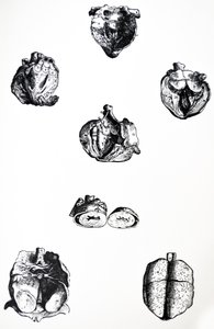 As Placas do Sexto Livro da De Humani Corporis Fabrica de Andreas Vesalius
