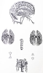 As Placas do Terceiro Livro do De Humani Corporis Fabrica de Andreas Vesalius
