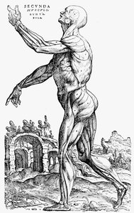 A segunda placa dos músculos, do Livro II do De humani corporis fabrica, 1543