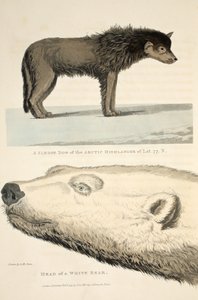Um cão de trenó do Highlander do Ártico e a cabeça de um urso branco, ilustração de &39;A Voyage of discovery ...&39;, 1819 de Andrew Motz Skene