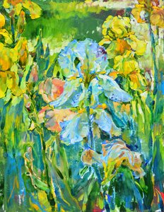 Jardim de íris colorido de Andrii Kutsachenko