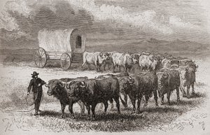 Condução de bois pelas grandes planícies da América em 1867, ilustração de "O mundo nas mãos", publicada em 1878