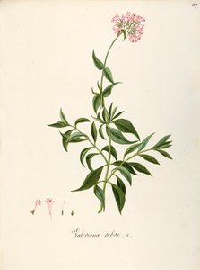 Valerianaceae, Valeriana vermelha (Centranthus ruber), planta herbácea perene para canteiros ou jardins rochosos, espontânea em Itália, por Angela Rossi Bottione e colegas de trabalho, aguarela de Angela Rossi Bottione