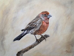 Pintassilgo-doméstico empoleirado de Angeles M. Pomata