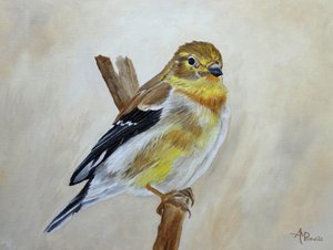 Pintassilgo-amarelo pousado de Angeles M. Pomata
