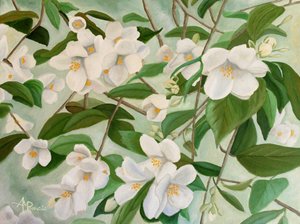 O jasmim branco floresce de Angeles M. Pomata
