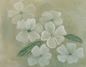 Prímula branca de Angeles M. Pomata