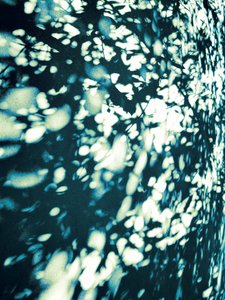 Sombras abstratas de folhas