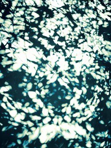 Folhas salpicadas de luz