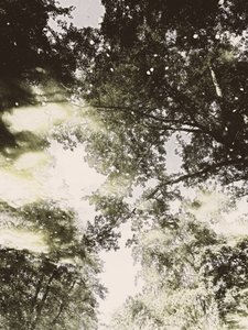 Luz da Floresta Encanada