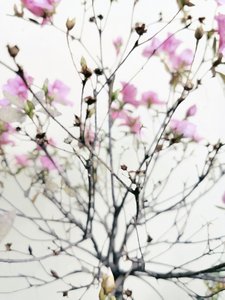 Delicadas flores da primavera de Angelo Cerantola