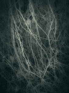  de Angelo Cerantola