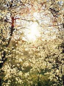Flores radiantes da primavera de Angelo Cerantola