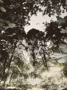 Reflexão na Floresta Tranquila
