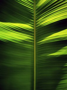 Padrões de folhas tropicais de Angelo Cerantola