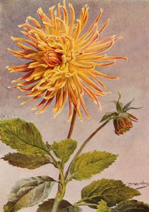 Cactus Dahlia Sra. H. L. Brousson, cor fulvo, com uma sufusão de carmesim escarlate (litografia colorida)