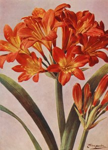 Clivia Miniata, conhecida há muito como Imantophyllum Miniatum (litografia a cores)