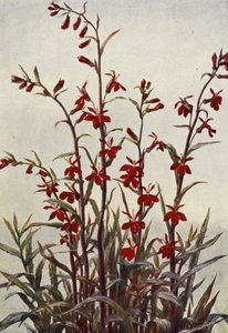 Lobelia Cardinals (litografia a cores)