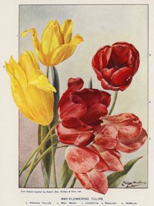 Tulipas em Flor de maio (litografia a cores)
