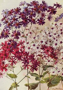 Star Cinerarias (litografia a cores) de Angelo Fairfax Muckley