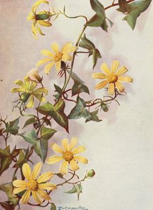 A hera do cabo amarelo, Senecio Macroglossus (litografia a cores)