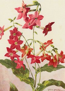 A bela planta do tabaco Nicotiana Sanderae (litografia a cores)