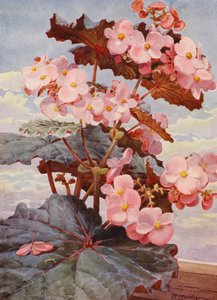 A bela Begonia Gloire de Sceaux, de folhas escuras (litografia a cores)