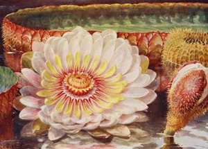 Vitória-Régia, a mais nobre de todas as plantas aquáticas (litografia a cores)