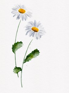 Delicadas flores de margarida de Ankie Kooi