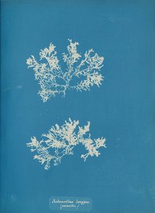 Achnanthes longipes. parasita., c. 1853. de Anna Atkins