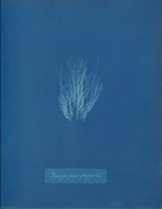 Bangia fusco-purpurea, ca. 1853. de Anna Atkins