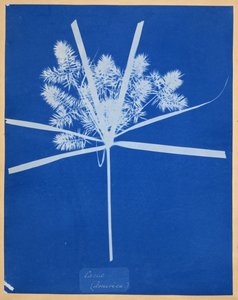 Carix (América) de Anna Atkins