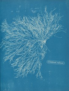 Cerâmico Vermelho, ca. 1853