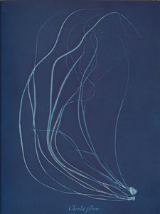 Cadeia de caracteres, ca. 1853 de Anna Atkins