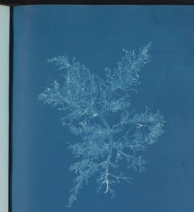 Chylocladia kaliformis