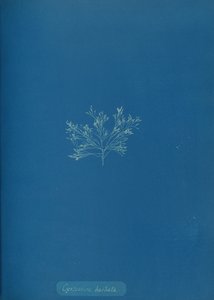Cystoseira barbata, c. 1853. de Anna Atkins