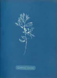 Cystoseira ericoides, c. 1853. de Anna Atkins