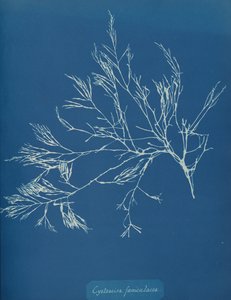 Cystoseira Fæniculacea, ca. 1853.