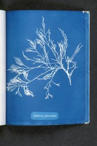 Cystoseira foeniculacea, de "Fotografias de Algas Britânicas: Impressões Cianotípicas", publicado 1843-53