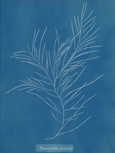 Desmarestia aculeata, ca. 1853. de Anna Atkins