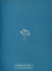 Diatoma marinum em Ceramium red, ca. 1853 de Anna Atkins