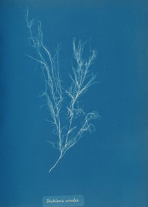 Dichloria viridis, ca. 1853. de Anna Atkins