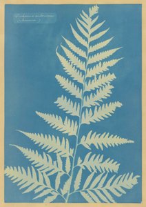 Dichsonia arborescens, Jamaica de Anna Atkins