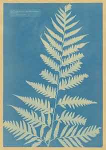  de Anna Atkins