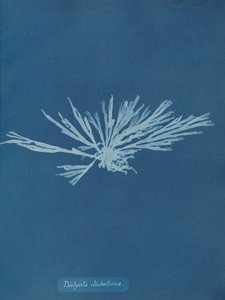 Dictyota dichotoma, ca. 1853. de Anna Atkins