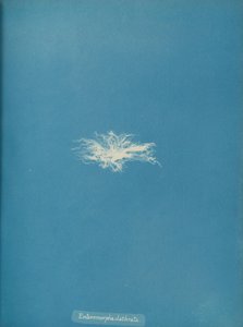 Enteromorpha clathrata, ca. 1853. de Anna Atkins